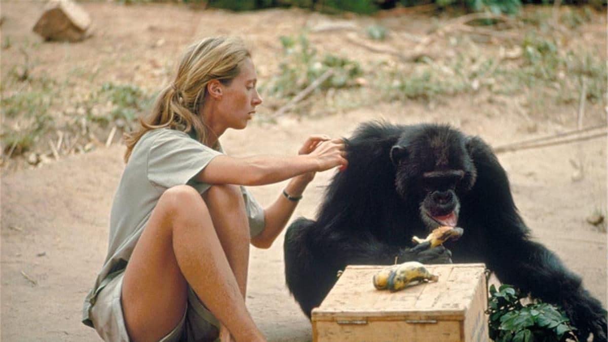 La inteligencia artificial llega al legado de Jane Goodall: analizará 66 años de investigación sobre chimpancés