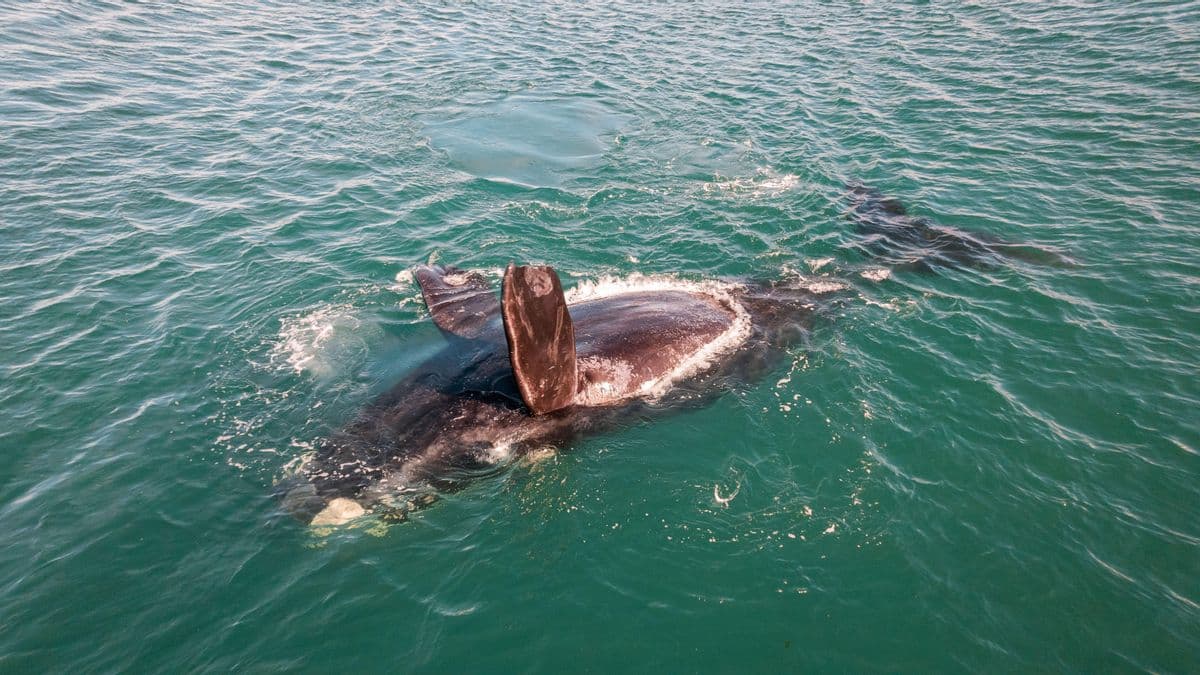 Más de 300 desde junio: la muerte masiva de crías de ballena en Argentina desconcierta a los investigadores